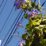 phioto6